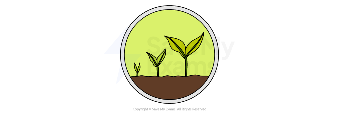 Illustration of three green seedlings at different growth stages emerging from brown soil against a light green background, encircled in grey.
