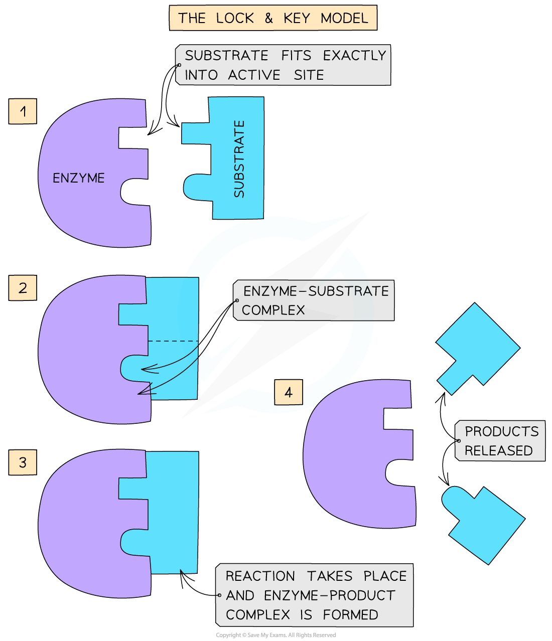 Diagram illustrating the lock and key model with enzyme, substrate, complex formation, reaction, and product release in four sequential steps.