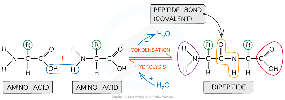 Diagram showing amino acids forming a dipeptide via a peptide bond through condensation, with hydrolysis as the reverse process, involving water molecules.
