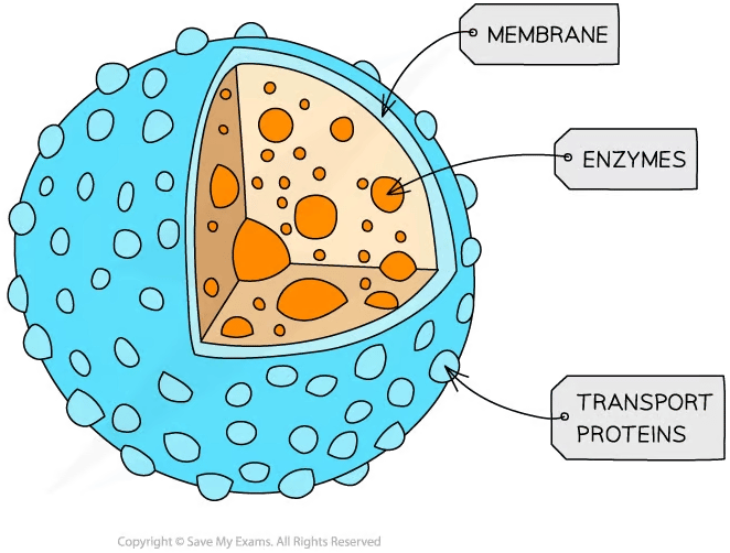 Cross-section diagram of a lysosome, showing a membrane and internal enzymes.