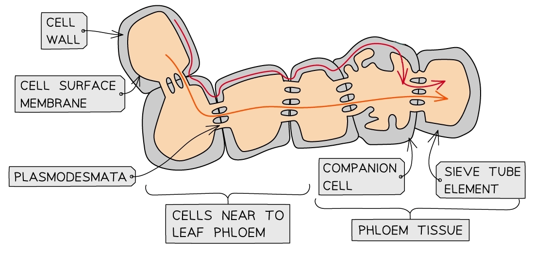 Diagram of plant cells near leaf phloem showing cell wall, surface membrane, plasmodesmata, companion cell, sieve tube element, and phloem tissue.