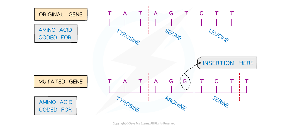 Diagram showing mutation effects on genes. Original sequence: tyrosine, serine, leucine. Mutated gene with inserted base: tyrosine, arginine, serine.