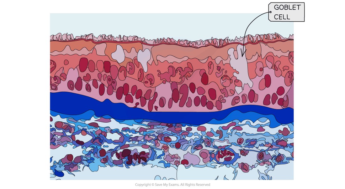 A light micrograph image showing tissue of the trachea