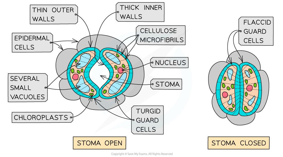 Diagram showing open and closed stoma with labelled parts: epidermal cells, guard cells, vacuoles, chloroplasts, nucleus, and cellulose microfibrils.