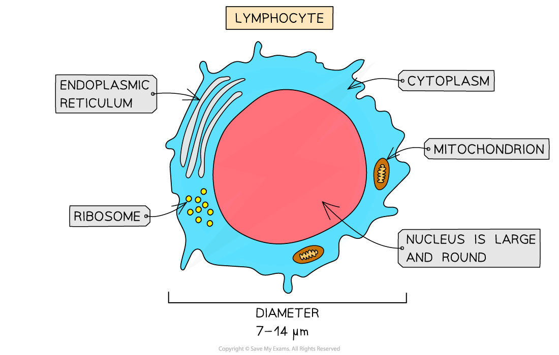 Diagram of a lymphocyte with labels: endoplasmic reticulum, ribosome, cytoplasm, mitochondrion, large round nucleus; diameter 7-14 micrometres.