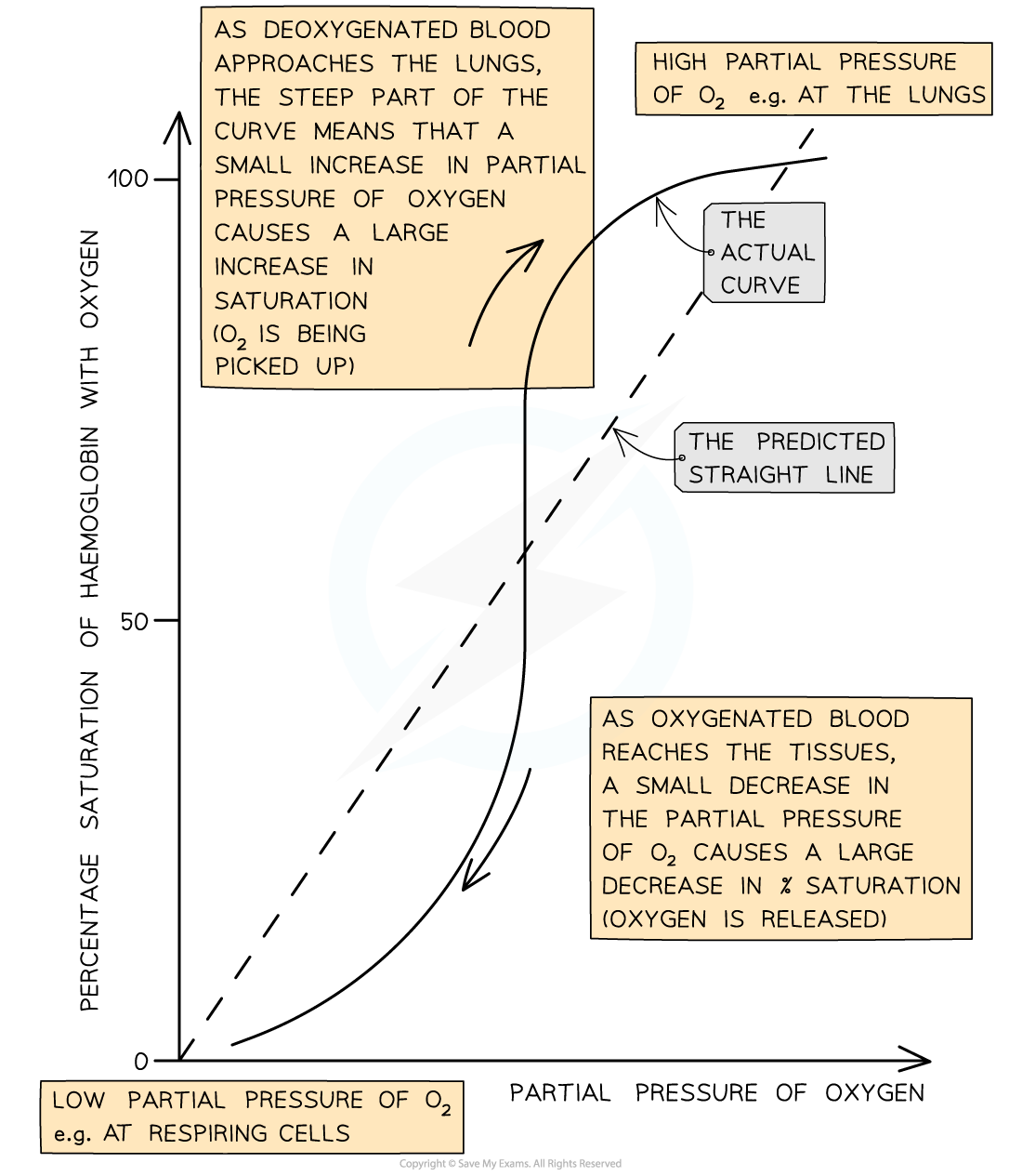 Graph showing percentage saturation of haemoglobin with oxygen versus partial pressure of oxygen, with annotations explaining oxygen uptake and release.