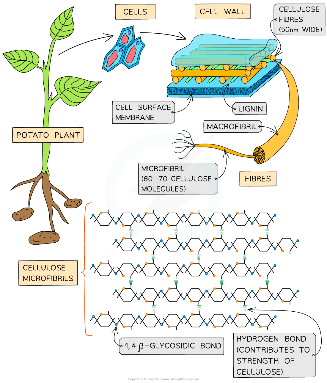 Diagram of cellulose structure in potato plant showing cell wall composition, cellulose fibres, microfibrils, and bonds, including 1,4 β-glycosidic and hydrogen bonds.