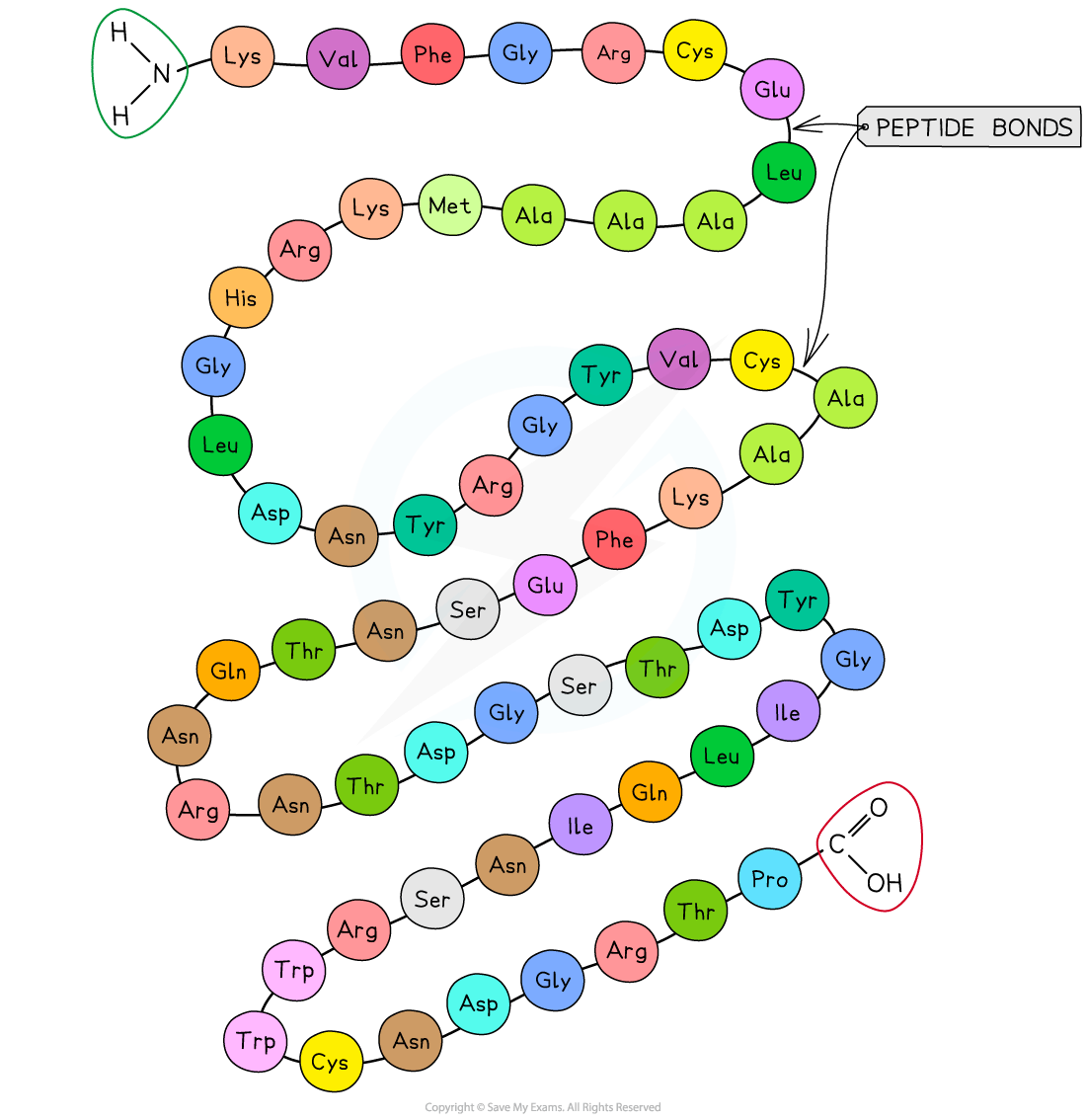 Diagram showing a peptide chain with various amino acids, labelled by abbreviations. Includes peptide bond representation, N-terminus, and C-terminus.