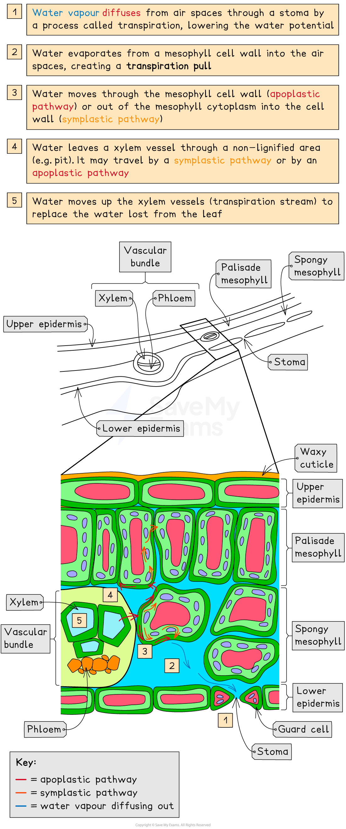 Diagram explaining leaf transpiration showing water movement from xylem through mesophyll cells, with apoplastic and symplastic pathways, and stomata.