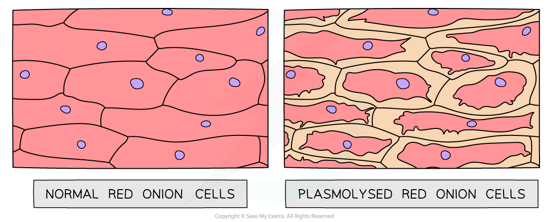 Comparison of two diagrams showing red onion cells: normal cells on the left are full, and plasmolysed cells on the right are shrunken and detached.