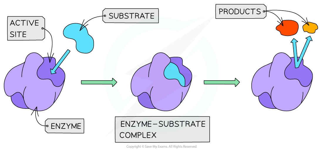 Diagram illustrating enzyme action: substrate binds to enzyme's active site, forming an enzyme-substrate complex, resulting in separate products.