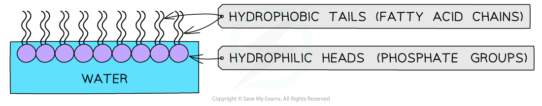 Diagram showing a phospholipid bilayer with hydrophilic heads facing water and hydrophobic tails away, illustrating their arrangement in cell membranes.