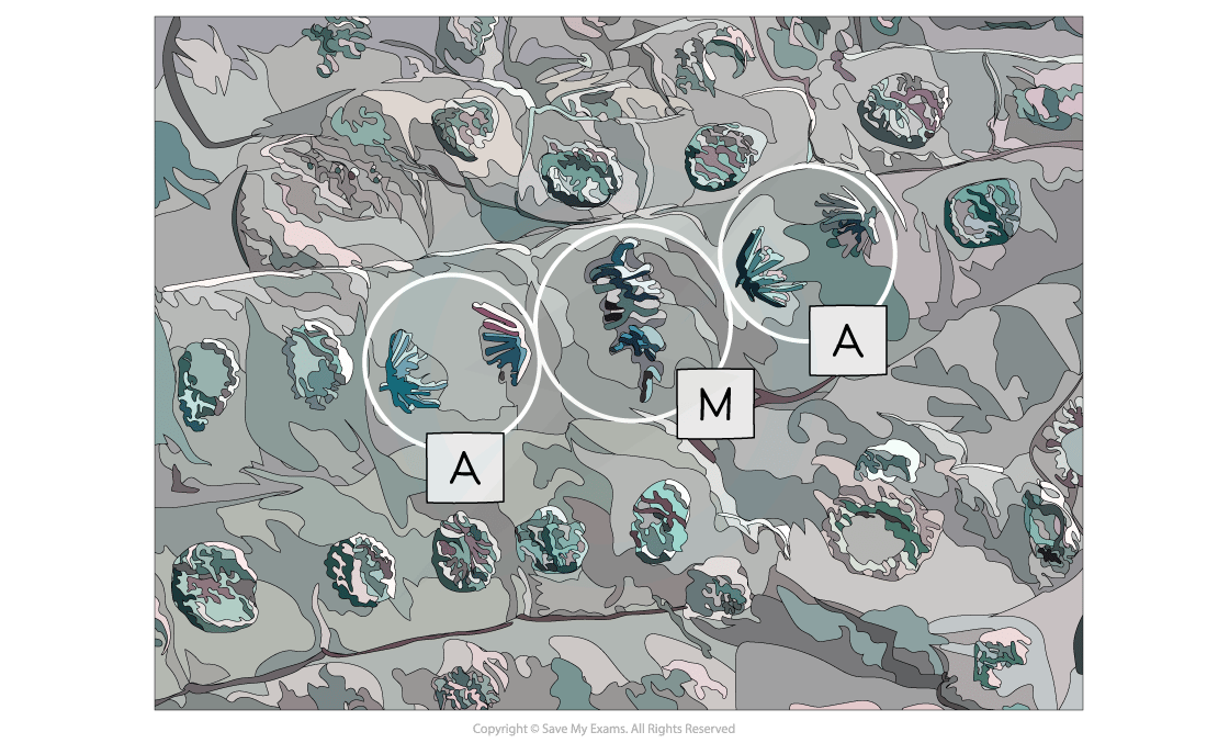 Micrograph showing cells undergoing metaphase (M) and anaphase (A)
