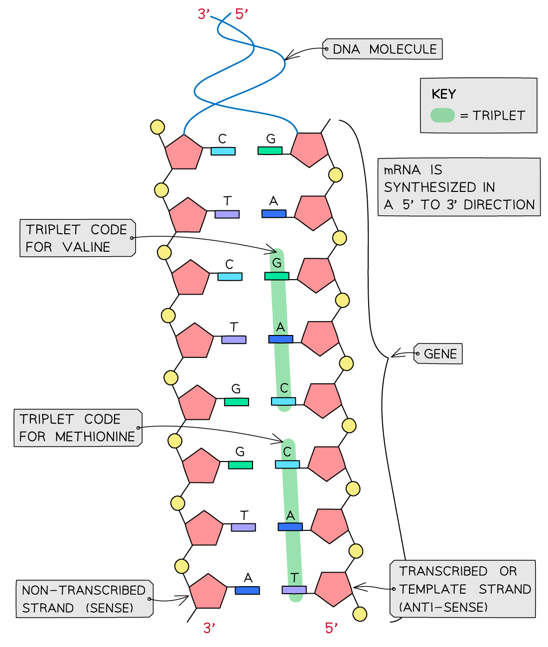 Diagram of DNA transcription showing a DNA molecule with labelled triplet codes for valine and methionine, depicting 5' to 3' mRNA synthesis.