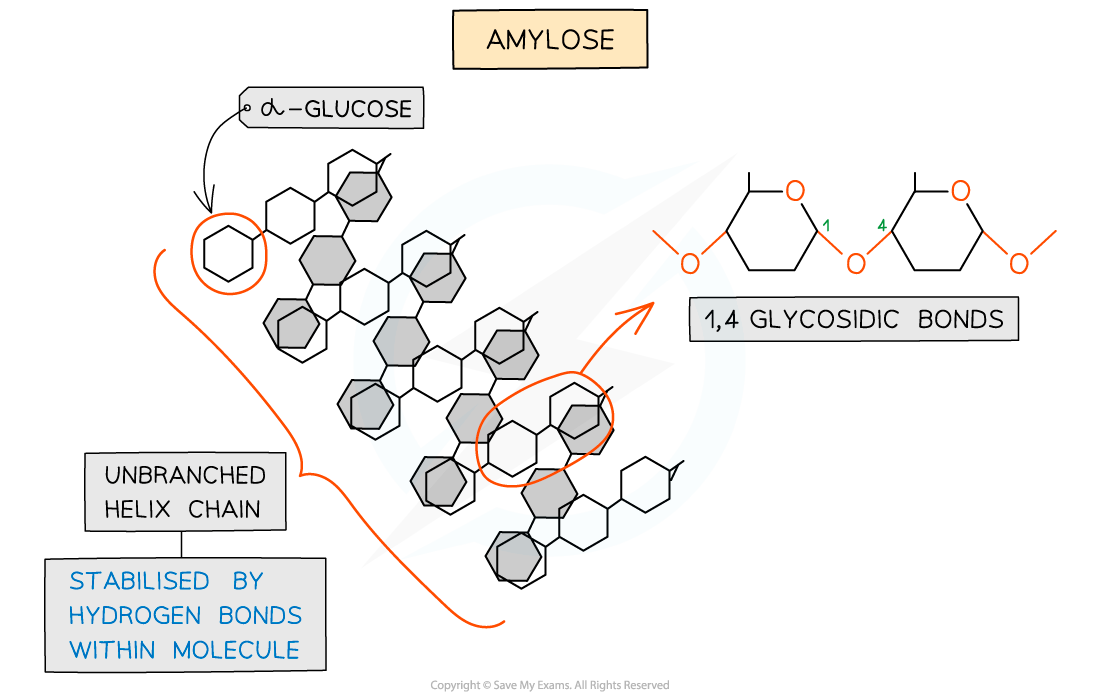 Diagram of amylose showing an unbranched helix chain of α-glucose with 1,4 glycosidic bonds, stabilised by hydrogen bonds within the molecule.