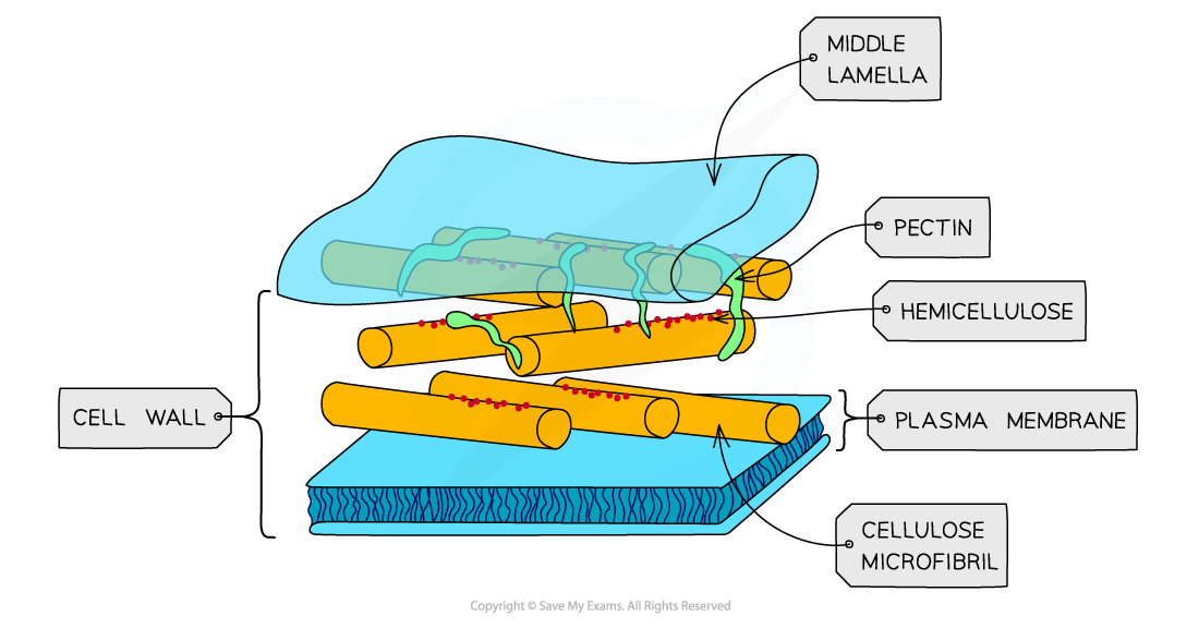 Diagram of a cell wall structure showing labelled parts: middle lamella, pectin, hemicellulose, cellulose microfibril, plasma membrane.