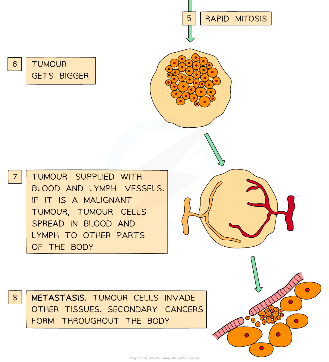 Diagram illustrating tumour progression: rapid mitosis, tumour growth, blood supply, metastasis, showing spread to other tissues with labelled explanations.