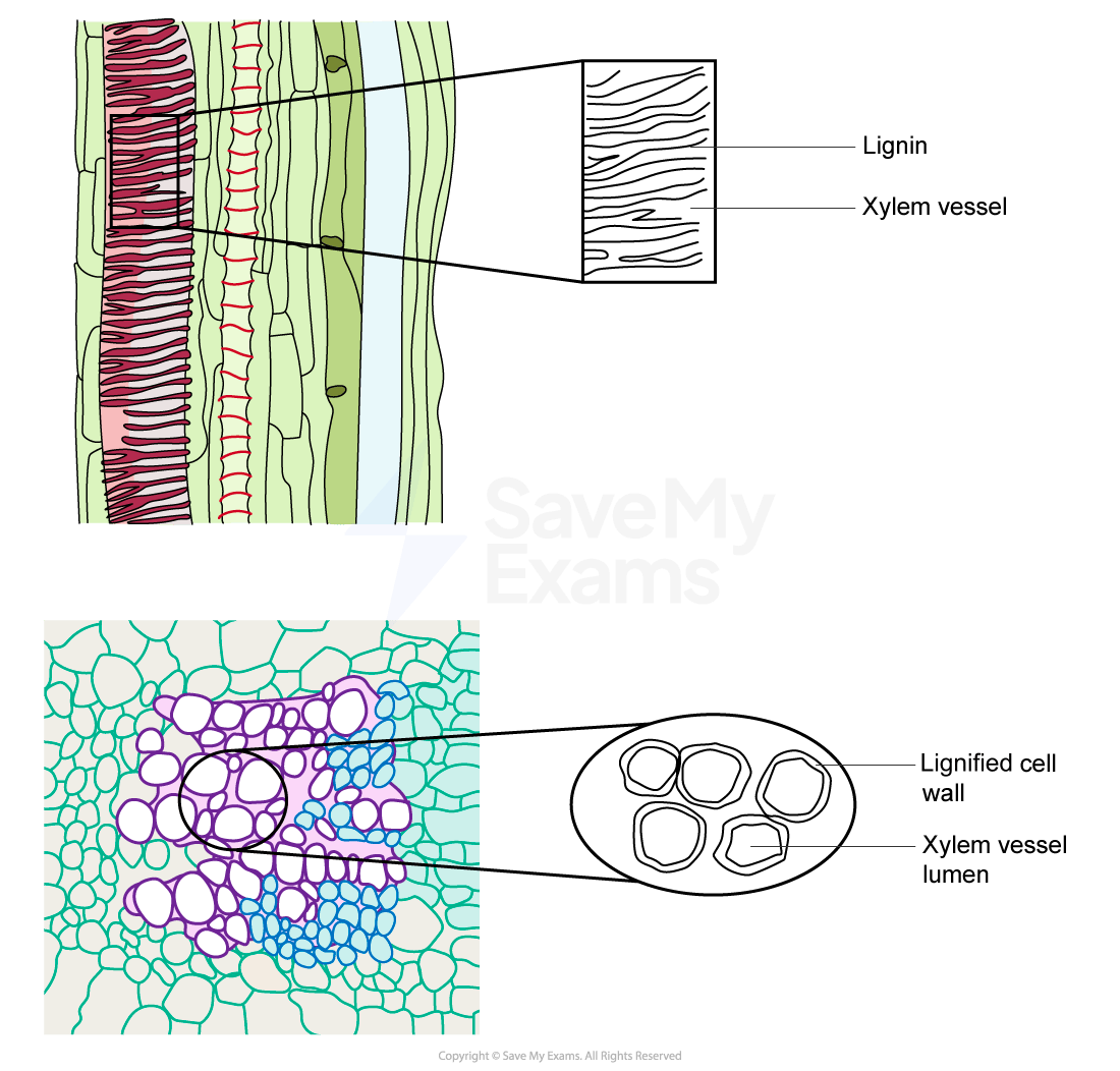 Illustration of plant stem cross-section highlighting xylem vessels with lignin walls and lumen; magnified views show cell structure.