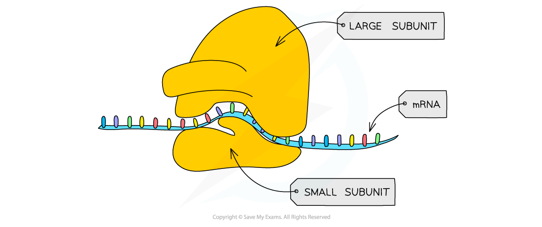 A ribosome, showing the large and small subunits