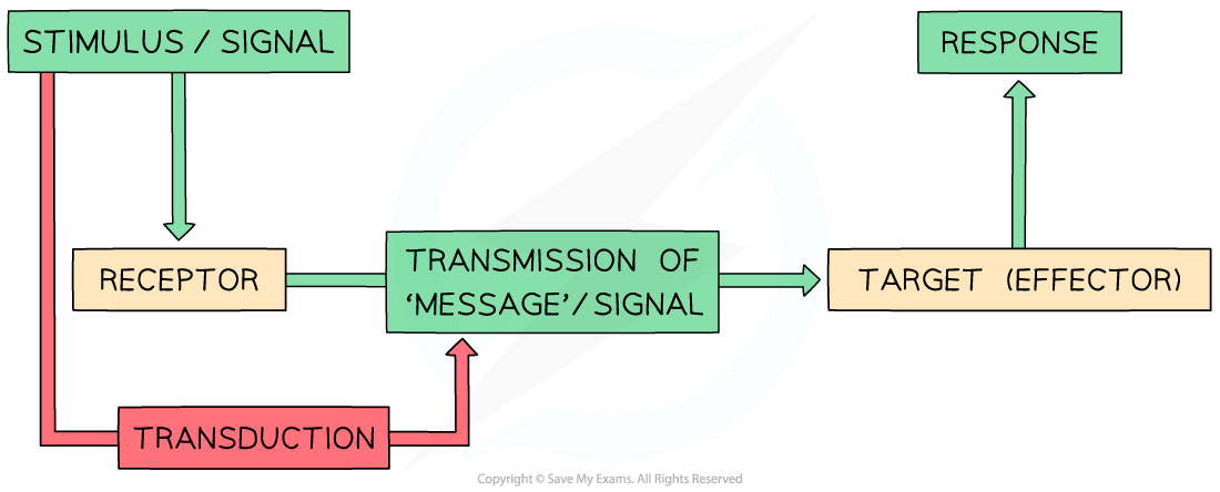 Flowchart illustrating signal transduction: stimulus reaches receptor, transduced, transmitted to target, causing response.
