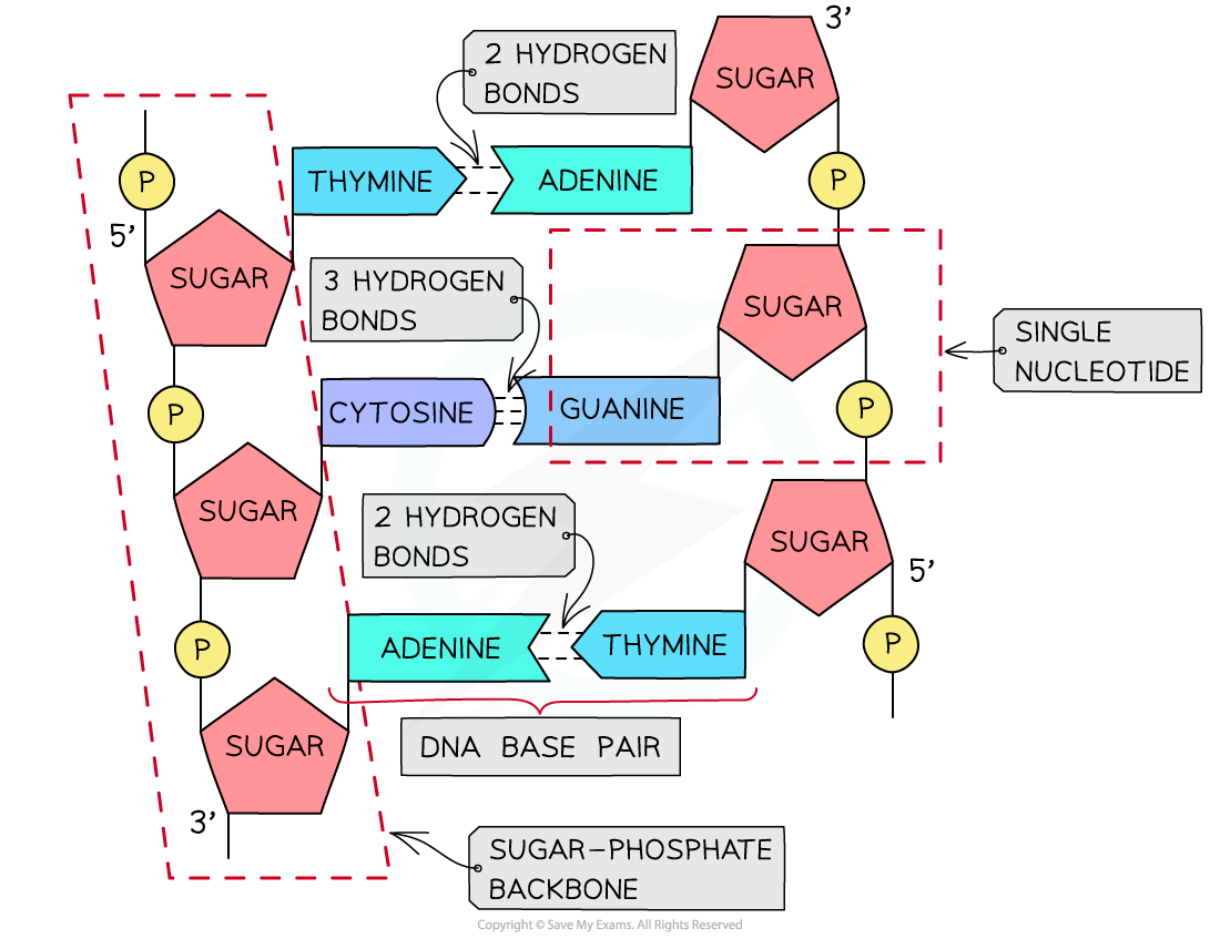 Diagram showing DNA structure with nucleotide pairing: adenine-thymine (2 hydrogen bonds) and cytosine-guanine (3 hydrogen bonds), sugar-phosphate backbone.