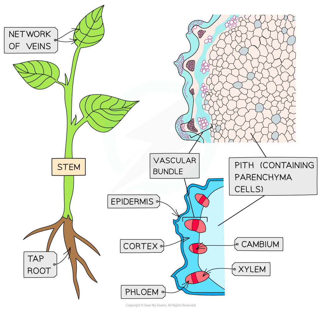 Diagram of plant stem structure, labelled with parts: stem, network of veins, tap root, vascular bundle, pith, epidermis, cortex, cambium, phloem, xylem.
