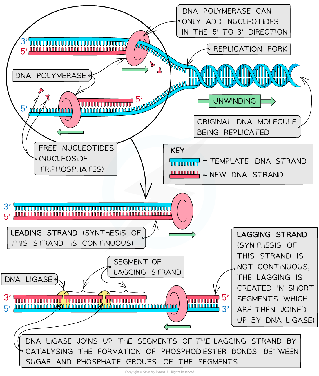 Diagram of DNA replication, showing leading and lagging strands with DNA polymerase, free nucleotides, and DNA ligase joining lagging strand segments.