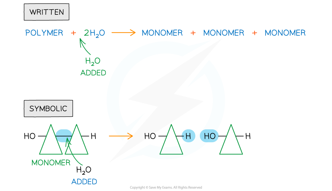 Chemical reaction diagram showing polymer decomposition. Water is added, breaking the polymer into three monomers, illustrated in both written and symbolic forms.