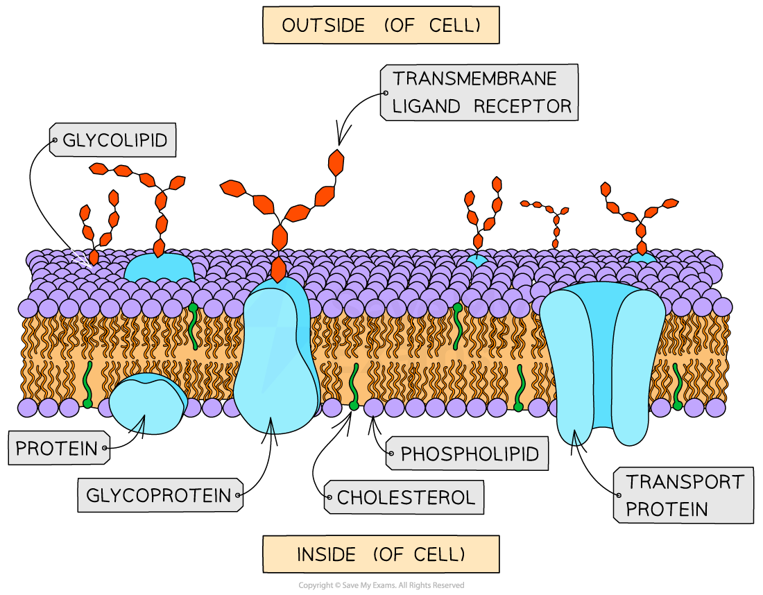 Diagram of a cell membrane showing labelled components: glycolipid, glycoprotein, phospholipid, cholesterol, transport protein, and transmembrane ligand receptor.