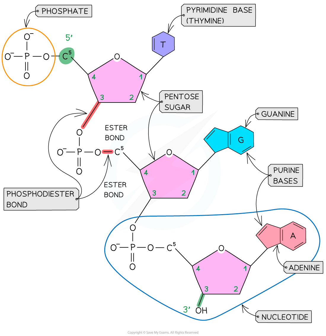 Diagram of a nucleotide structure, showing phosphate groups, pentose sugars, and nitrogenous bases including thymine, guanine, and adenine.