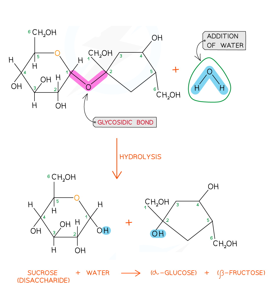 Diagram illustrating sucrose hydrolysis. Sucrose reacts with water, breaking the glycosidic bond, forming glucose and fructose molecules.