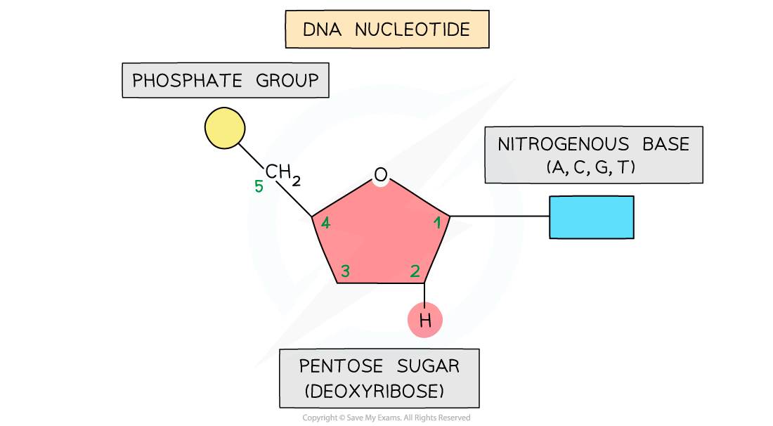 Diagram of a DNA nucleotide showing phosphate group, pentose sugar (deoxyribose), and a nitrogenous base (A, C, G, T) with labelled carbons.
