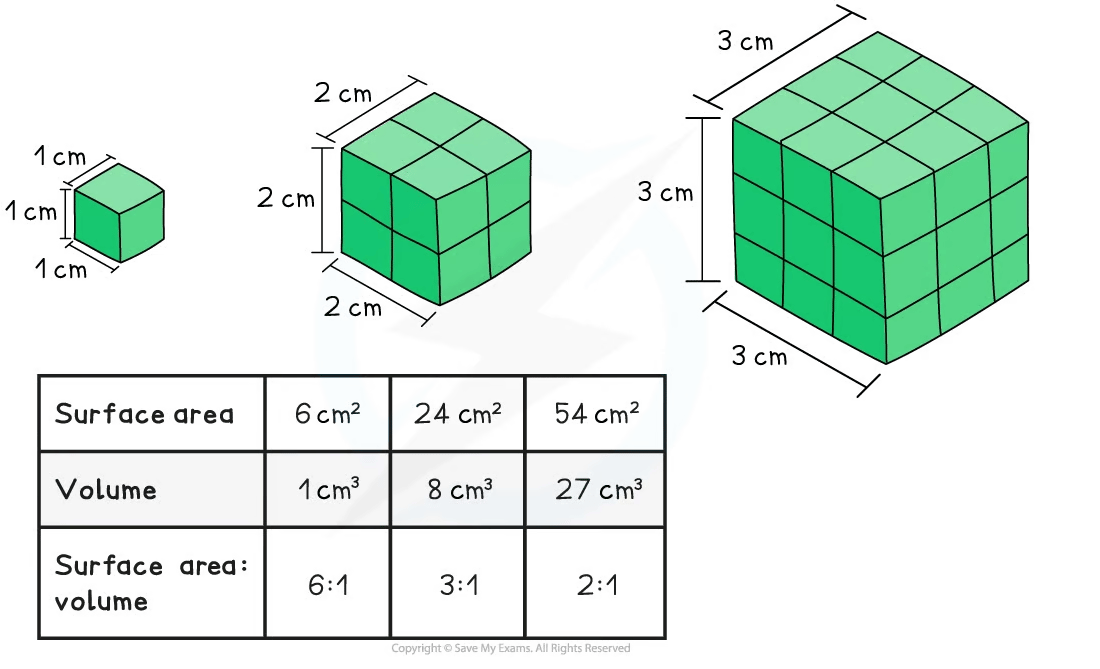Three cubes with side lengths of 1 cm, 2 cm, and 3 cm; table of their surface areas, volumes, and surface area-to-volume ratios below.
