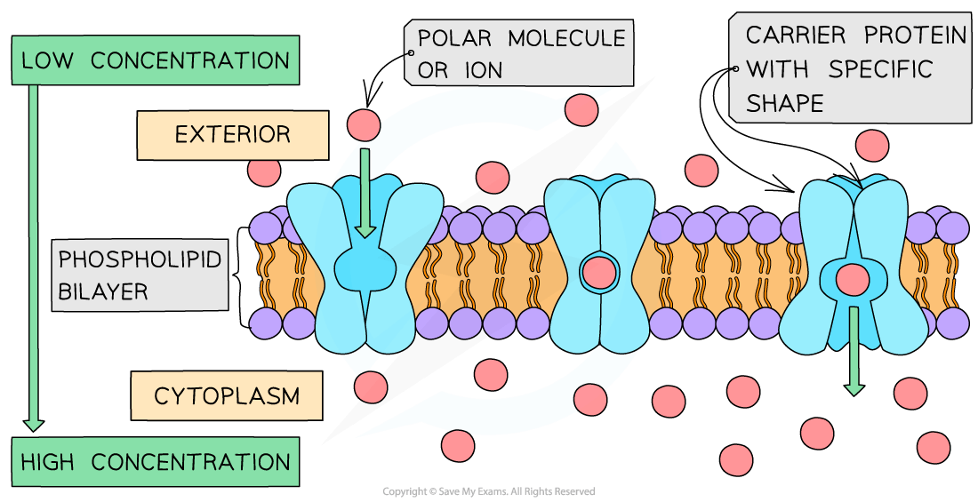 Diagram showing facilitated diffusion of polar molecules via specific carrier proteins through a phospholipid bilayer, from low to high concentration.