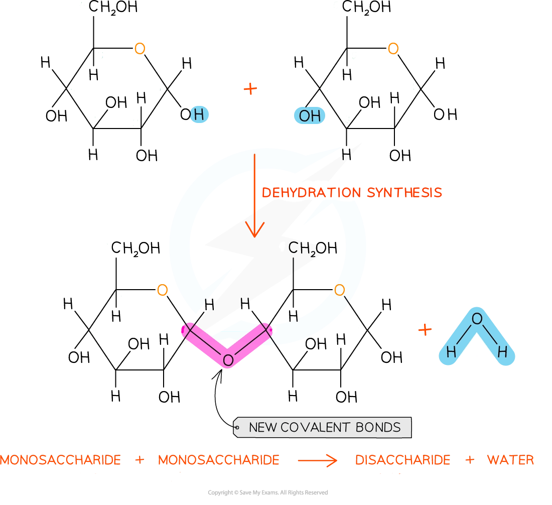 Carbohydrate synthesis showing the removal of one water molecule