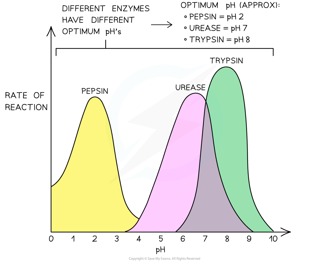 Graph showing enzyme activity by pH: Pepsin peaks at pH 2, Urease at pH 7, Trypsin at pH 8, illustrating different optimum pH levels.