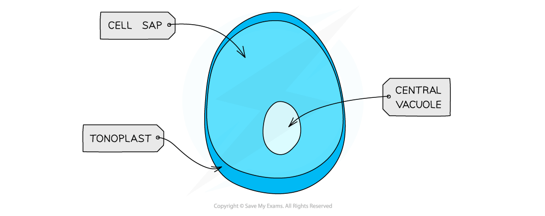 Diagram of a plant cell's central vacuole labelled with tonoplast and cell sap. Arrows indicate components and labels for educational purposes.