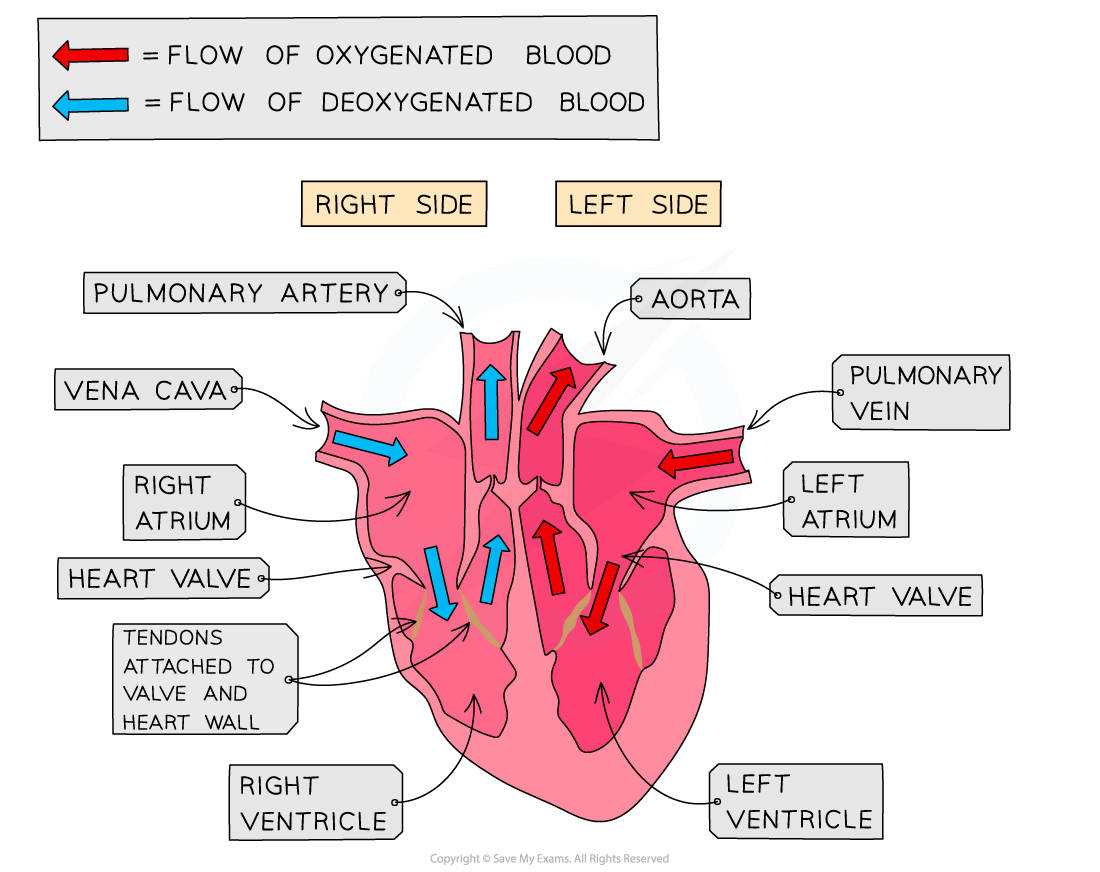 Diagram of a human heart showing blood flow. Red arrows indicate oxygenated blood; blue arrows indicate deoxygenated blood. Labels identify heart parts.