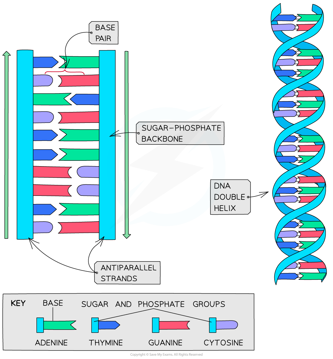 Diagram of DNA structure showing base pairs, antiparallel strands, sugar-phosphate backbone, and double helix; includes key for bases.