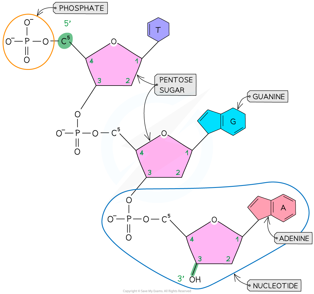 Diagram showing DNA structure with labelled components: phosphate, pentose sugar, and nucleotides. Includes thymine, guanine, and adenine bases.
