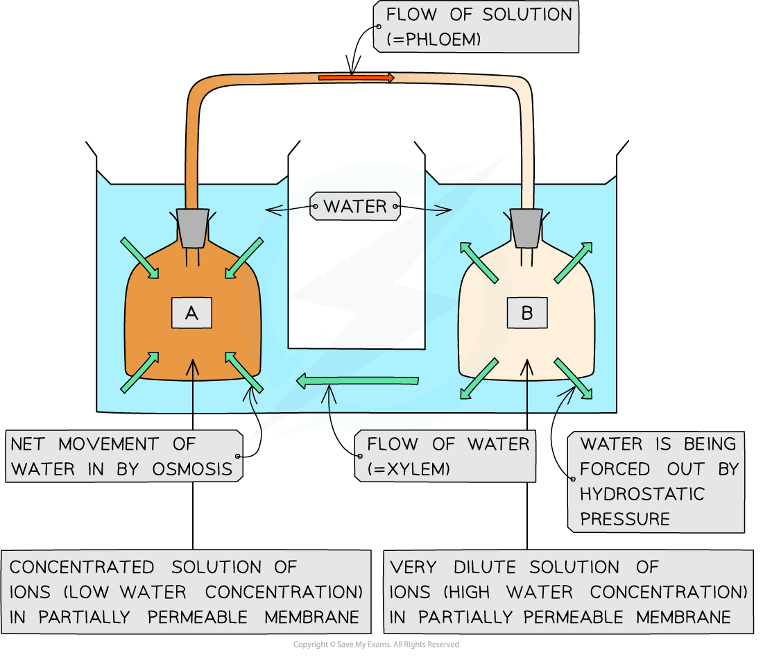 Diagram of water flow between two sections, A and B, showing osmosis, hydrostatic pressure, phloem, and xylem processes in partially permeable membranes.