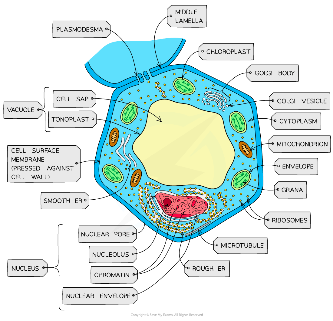 Diagram of a plant cell showing labelled parts including nucleus, chloroplast, mitochondrion, vacuole, Golgi body, and cell membrane.