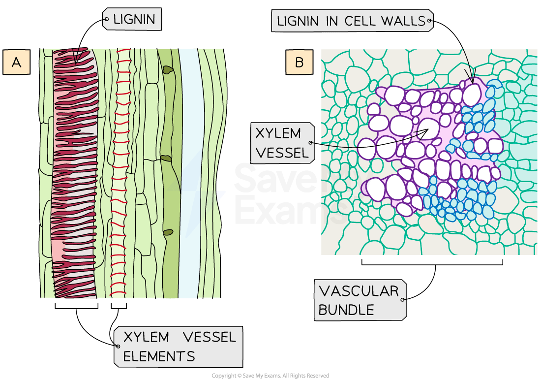Diagram showing xylem vessel elements and lignin in cell walls. Section A highlights lignin; Section B highlights xylem vessel and vascular bundle.