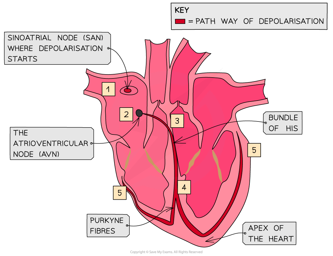 Diagram of heart showing depolarisation pathway: starts at sinoatrial node, through atrioventricular node, bundle of His, Purkyně fibres to apex.