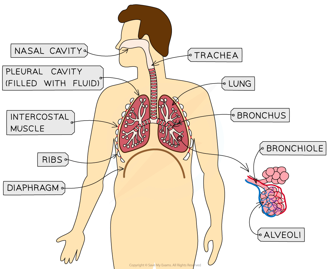 Diagram of the human respiratory system with labelled parts: nasal cavity, trachea, pleural cavity, lung, bronchus, bronchiole, alveoli, intercostal muscle, ribs, diaphragm.