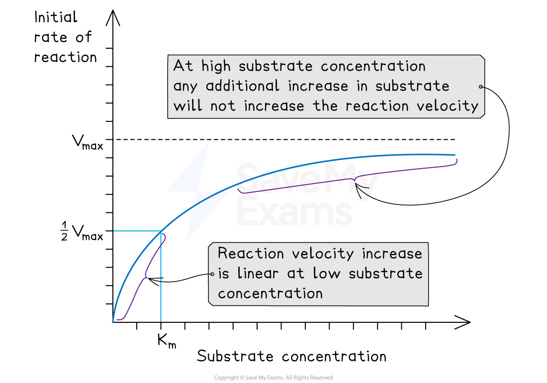 Graph showing reaction rate vs. substrate concentration. Velocity levels off at high concentration, increases linearly at low concentration.