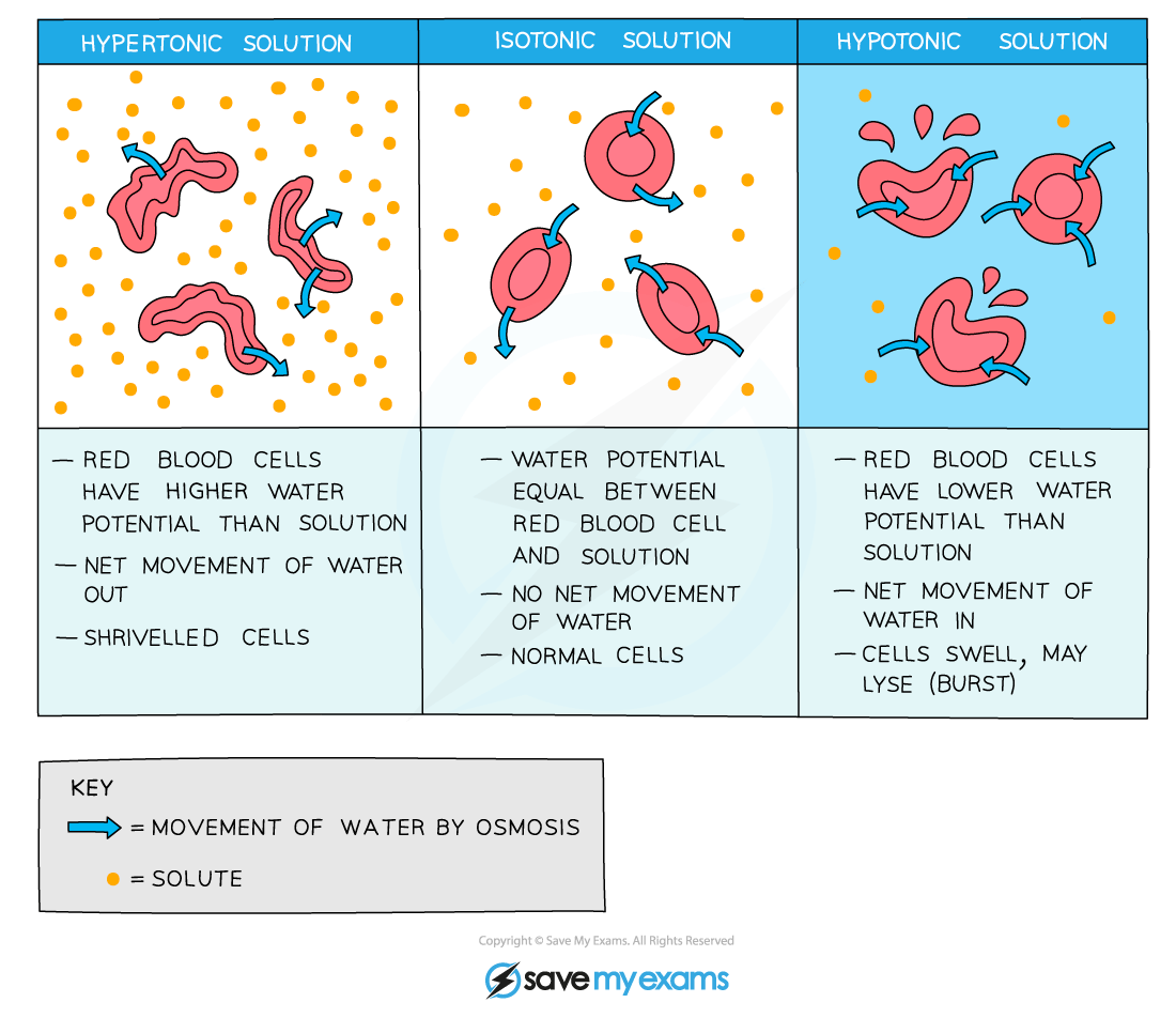 Diagram comparing hypertonic, isotonic, and hypotonic solutions affecting red blood cells, showing movement of water and resulting cell conditions.