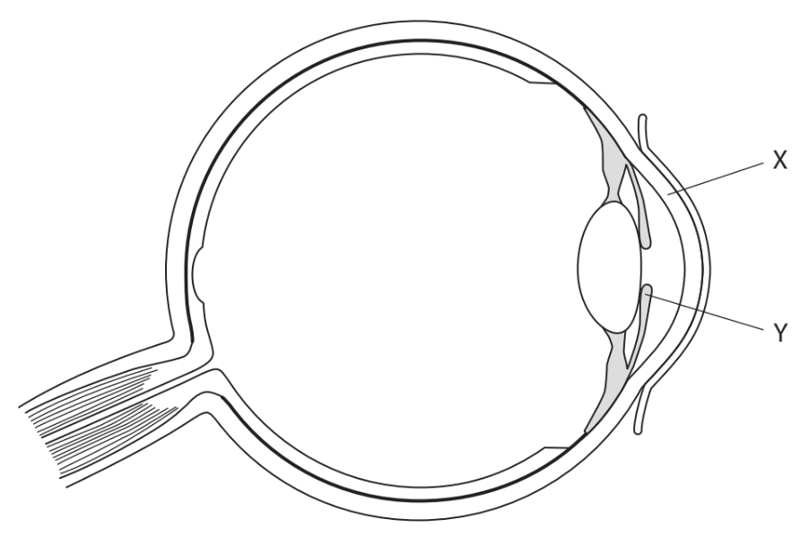 Cross-section diagram of a human eye showing internal structures. Labels X and Y indicate specific parts near the lens and retina.