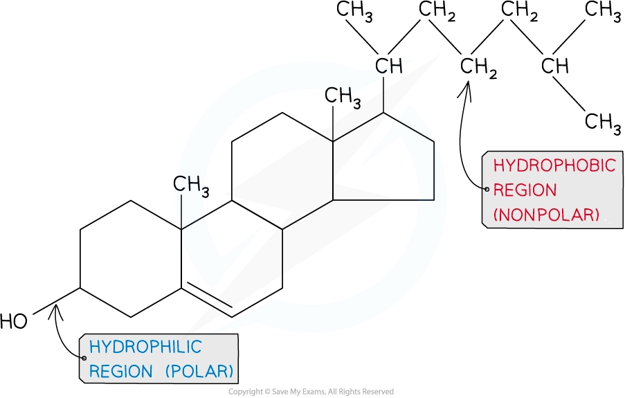 Chemical structure diagram with highlighted hydrophobic (nonpolar) and hydrophilic (polar) regions, indicating molecular polarity.