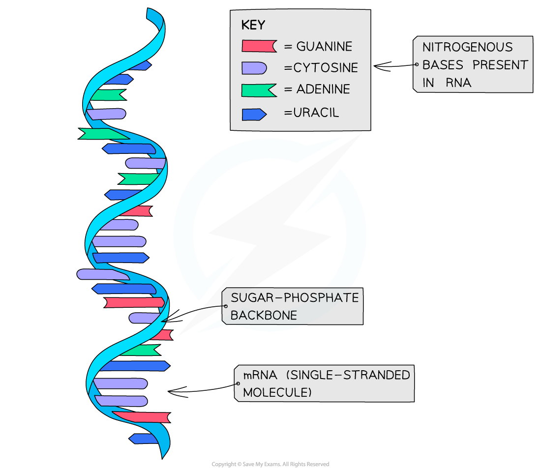 Illustration of mRNA structure showing sugar-phosphate backbone and nitrogenous bases: guanine, cytosine, adenine, uracil.